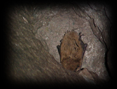 2545 Bat